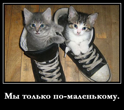 http://prikolandia.ru/images/demotivators_cats_1_1.jpg
