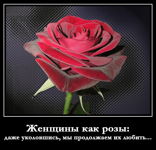 Женщины как розы: даже уколовшись, мы продолжаем их любить…