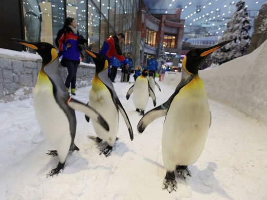 Ничего необычного – просто пингвины вышли на прогулку.