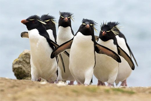 Королевские пингвины.
