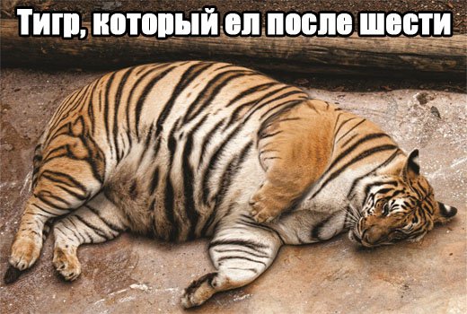 Тигр, который ел после шести.