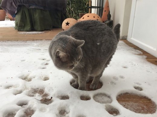 Кот, который не любит снег.