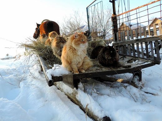 Суровые сибирские коты.