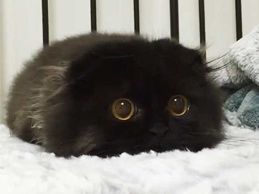 Черная пушистая кошка с огромными глазами.