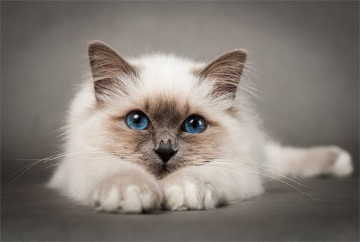 Пушистый голубоглазый котенок.
