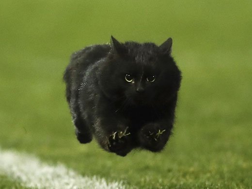 Ну очень красивый черный кот на футбольном поле.