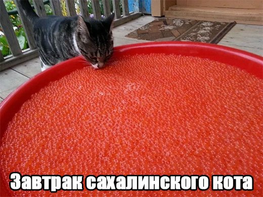 Завтрак сахалинского кота.