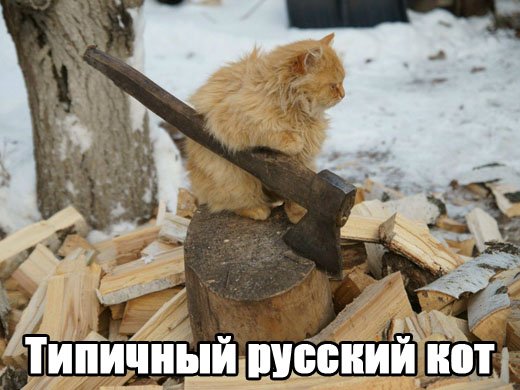 Типичный русский кот.