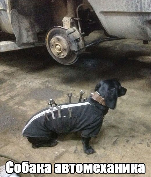 Собака автомеханика.