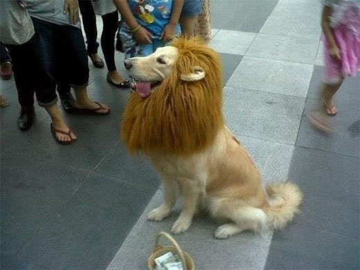 Собака, которая работает львом.