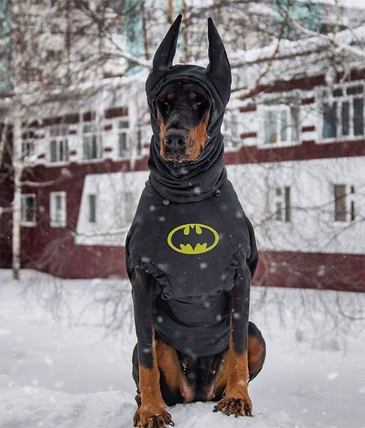 Собака Бэтмена.