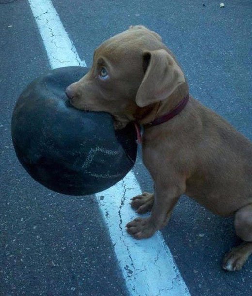 Я принес тебе мяч, почему ты не рад?