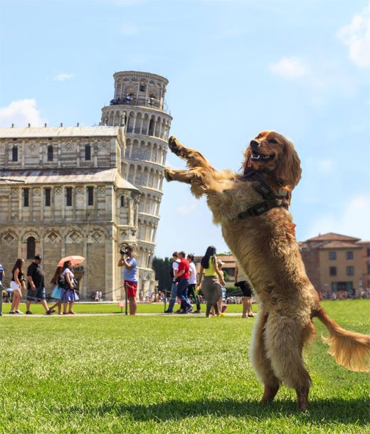 Собака-турист.