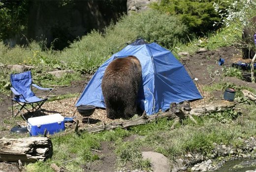 Ничто так не бодрит с утра, как медведь, заглянувший в палатку.